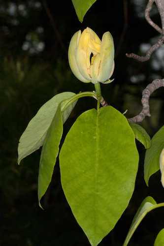 Magnolia acuminata #15
